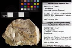 Foto (Objket + Etiketten) von Mundopsidae indet. 